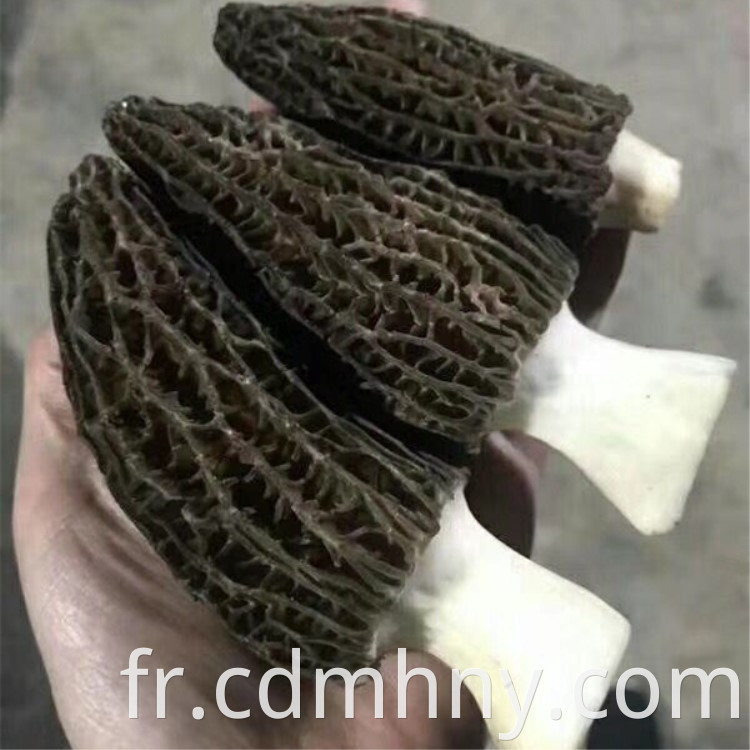 Morchella Vulgaris 11